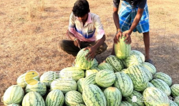 凉山吃瓜爆料视频播放大全,热门播放全集一览